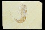 Cretaceous Fossil Shrimp - Lebanon #123898-1